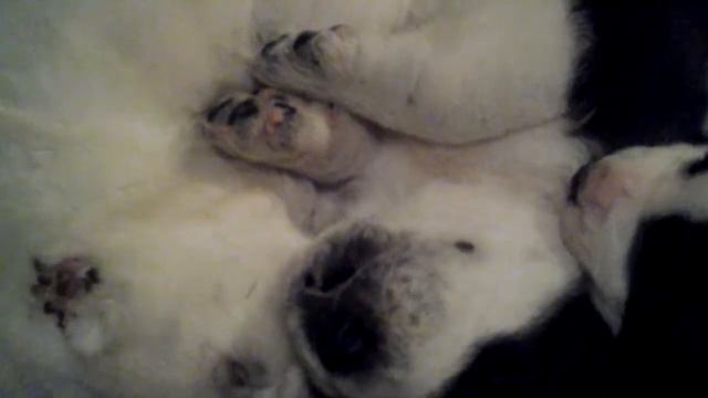 родители Челин+Анук,9 11 2018г дата рождения