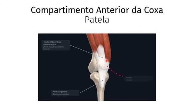 Músculos do Membro Inferior - Coxa - Monitoria de Anatomia Médica I PUCPR смотреть онлайн