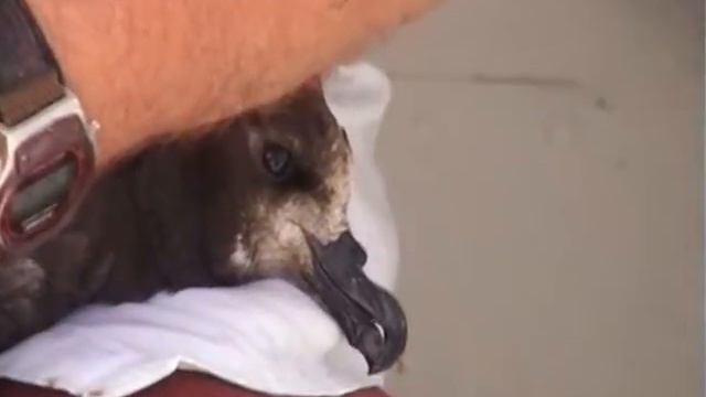 Grey-faced Petrel off Wollongong, November 2014 смотреть онлайн