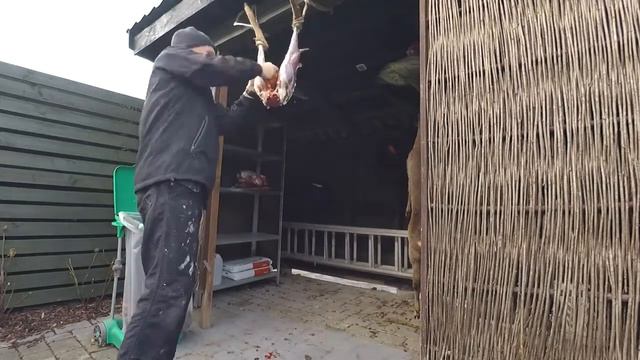 Forlægning af råvildt смотреть онлайн