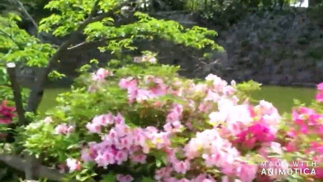 夕陽の丘　cover今日子さん＆こうちゃん смотреть онлайн