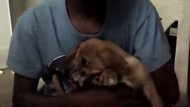 Alvertis And The Dog