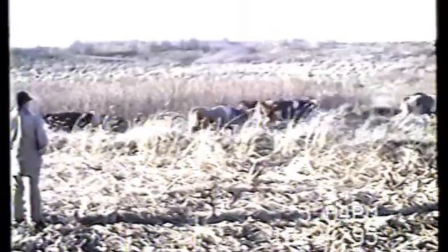 Cattle Drive & New Hog Barns смотреть онлайн