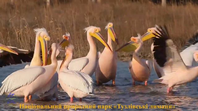 ЖЕМЧУЖИНКИ ТУЗЛОВСКОЙ АМАЗОНИИ