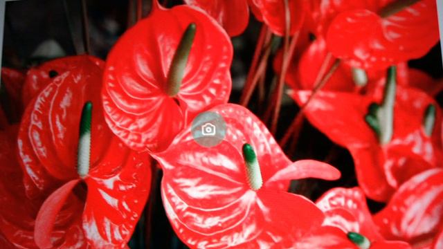 🥀#14#ROSSI#FIORI#videopoesia🌹Palmira⚘Grande🌹versione originale#dedicata#a#mia#madre#che#non#c'è#più