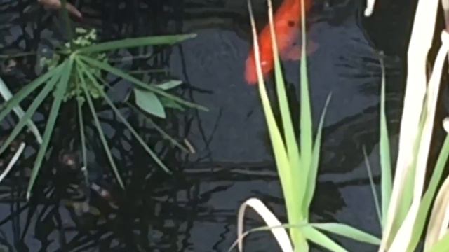 Garden KOI Pond | You're The One That I Want (cover) Olivia Newton John | John Travolta | GREASE