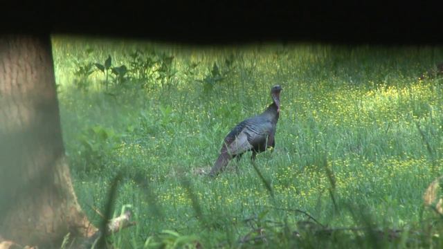 Turkey Paloosia With Special Guest Olympic HOF David Kiley