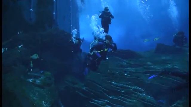 Georgia Aquarium Dive 2/8/14 (Group 2) смотреть онлайн