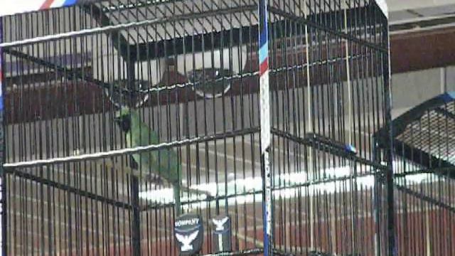 VIKING ARENA GRAND LAUNCHING AKSI CUCAK HIJAU GOBER TAMPIL MEMPESONA DAN STABIL DI SETIAP KELAS смотреть онлайн