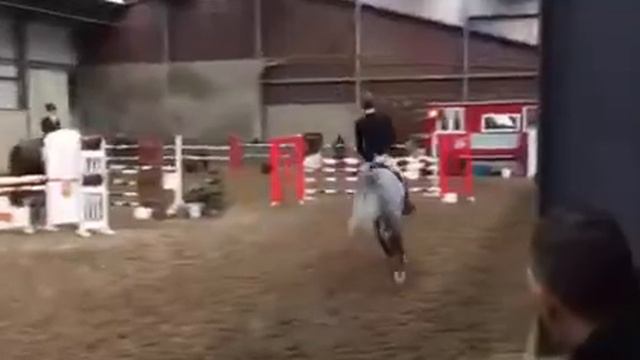 Face (6yo Carambole x Holland) LRV Sint-Katelijne-Waver (1) смотреть онлайн