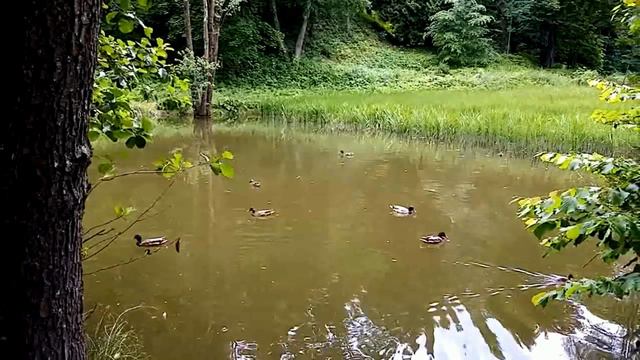 Утки на пруду, вблизи источника Юзя в Трускавце смотреть онлайн