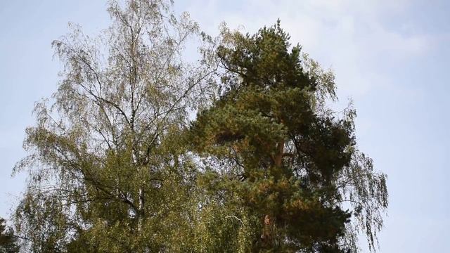 Видео моменты концерта "Как молоды мы были..." в пос.Сушнево-2 смотреть онлайн