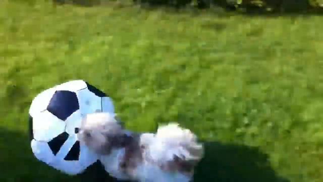 Yoshi Persson смотреть онлайн