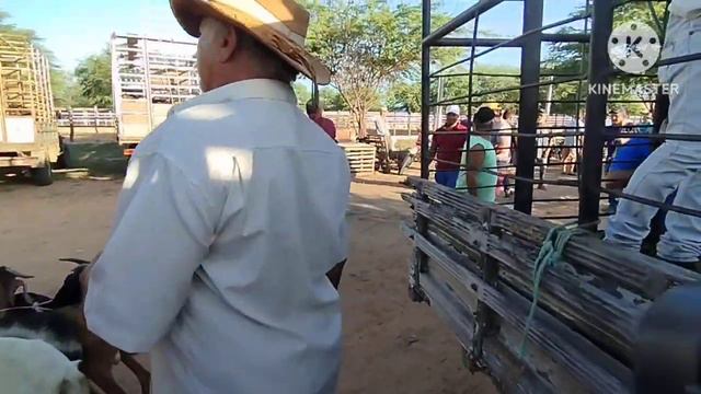 Feira de caprinos e ovinos Em Jataúba 22/03/2024/ parte 2 смотреть онлайн