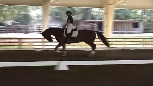 DonnerFeld: 2005 Hanoverian Gelding смотреть онлайн
