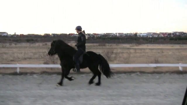 Nökkvi frá Margrétarhofi - Gelding for sale! смотреть онлайн