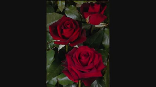 JOSEF METTERNICH  Singt  ' Dunkelrote Rosen '