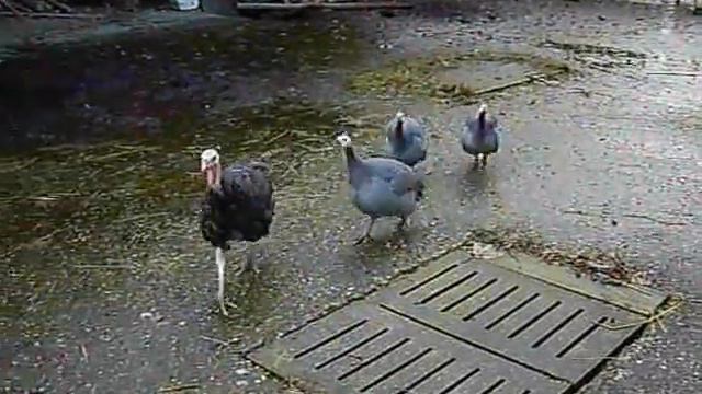 Petras Farm 4 Krummennaab  26 12 08 001