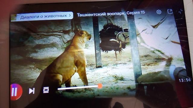 Амурские тигры хватают шкуру яка в ташкентском зоопарке. Выглядит очень эпично.