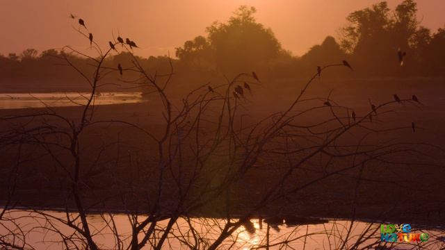 Nomad Lions Attack Buffalo Herd In The Dark | Love Nature смотреть онлайн
