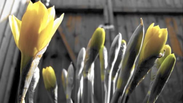 'After the Robins', a poem by Angela Readman (read by Gérard Rudolf) смотреть онлайн