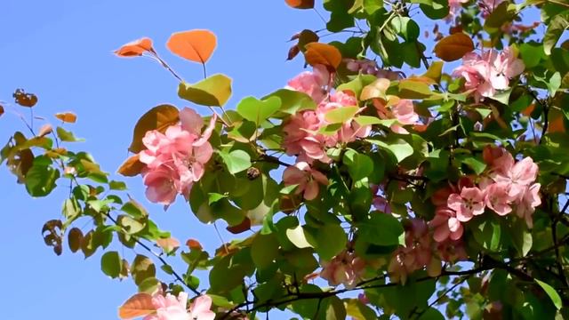 Сура 59 الحشر (Сбор)