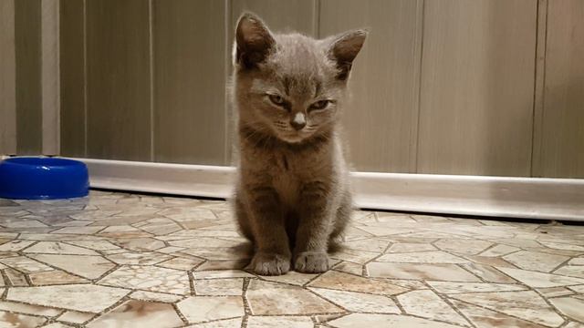 Sleepy British Shorthair Kitten смотреть онлайн