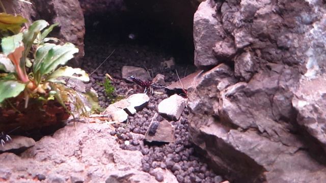 Аквариум с креветками Сулавеси Кардинал 08.10.10 (Cardinal Shrimp From Sulawesi)