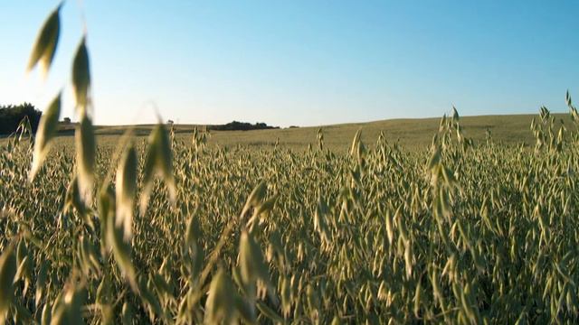 Nattergalen I Hesselballe 2007