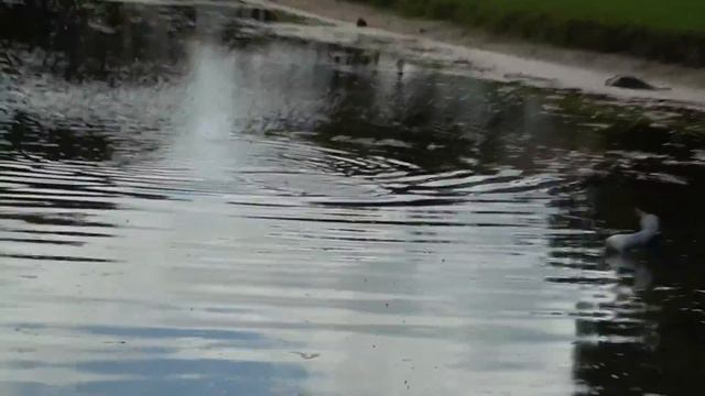 CATCHING the BLACK FISH! **BLIND Mystery GIANT of the POND** смотреть онлайн