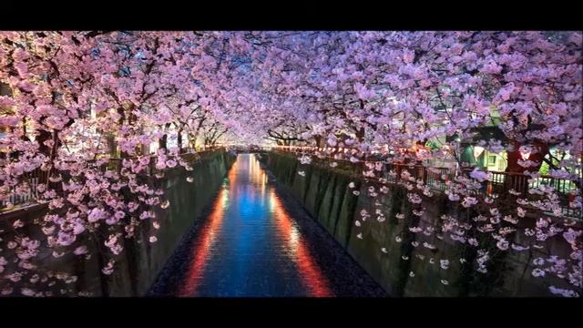 桜色舞うころ/中島美嘉(cover By 野村幸子 Piano 関根忍)