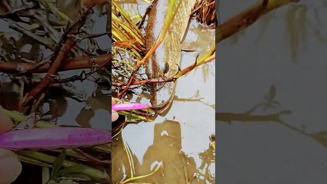 Воблер который ловит