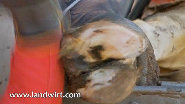 Funktionelle Klauenpflege Beim Rind