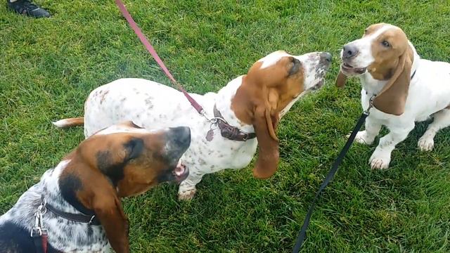 Basset Hound Howling смотреть онлайн