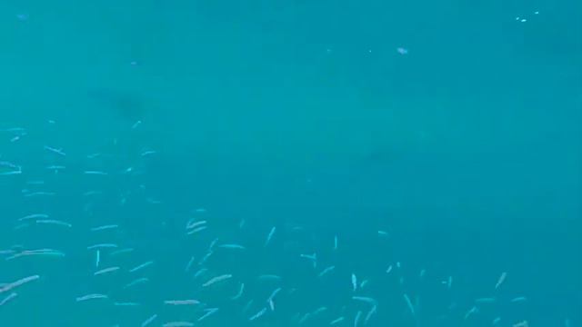 Susan diving with Manta Rays, Maldives смотреть онлайн