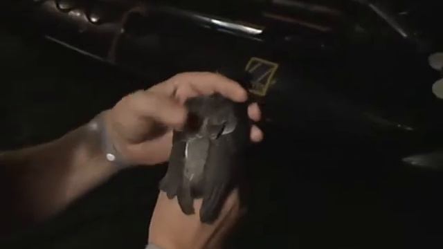 Grey-backed Storm-petrel (in hand), 26th March 2006, Gough смотреть онлайн