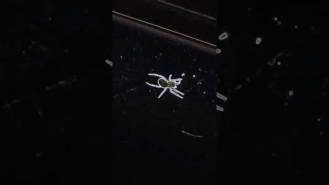 Naramsin - Tuesday44 Clip