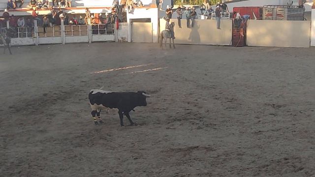 Plaza de toros Carlos Arruza | 4 de Febrero del 2024 смотреть онлайн