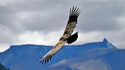 Полёт кондора | Лео Рохас | Флейта Пана | Красивая музыка | смотреть онлайн