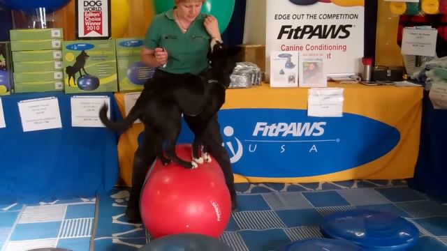 Griffin BorderColliesAcrossAmerica.com.mp4