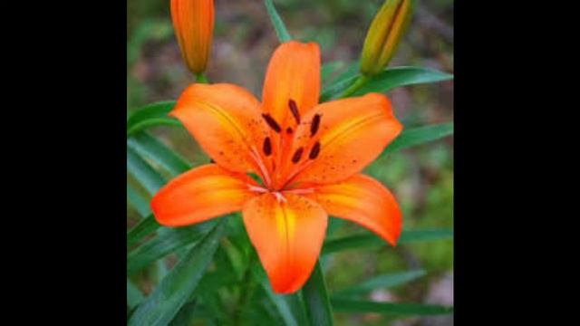 Walter Piston Suite For Oboe And Piano Mvt 1