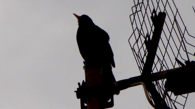 ZOZOA ANTENAN ABESTEN / Turdus merula _2019.04.18_ (Mirlo común cantando en la antena _)_ смотреть онлайн