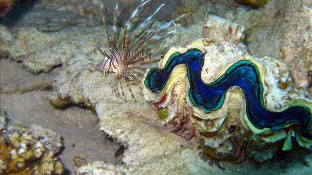 Loredana Bertè & Ivana Spagna - musica e parole(lasciate un commento !) смотреть онлайн