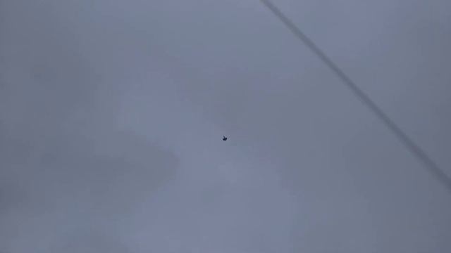 Серпатые  голуби Молодогвардейска.