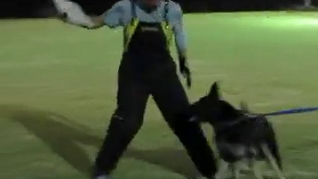 Seminario Schutzhund Martin Knudsen, Del Cerro de la Silla, Buddy 7.MOV смотреть онлайн