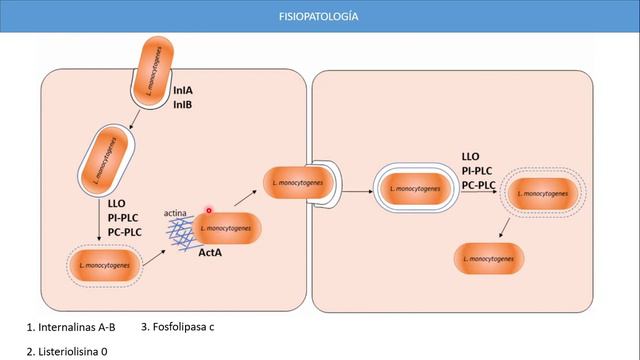 Listeria Monocytogenes- Universidad del Sinú. Monteria- Cordoba смотреть онлайн