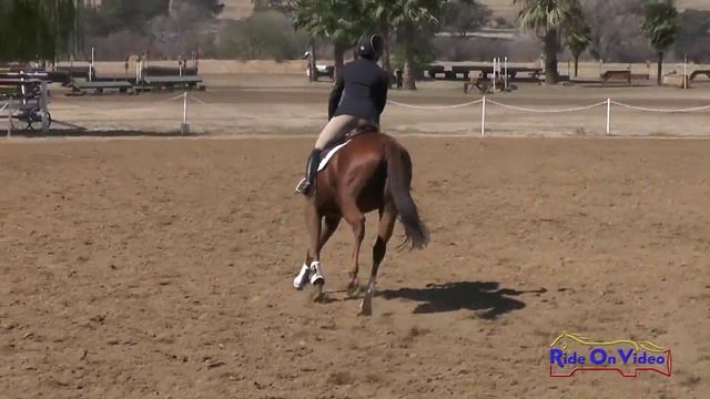 060S Jamie Lawrence on True Distraction Preliminary Rider Show Jumping Twin Rivers Ranch Sept 2015 смотреть онлайн