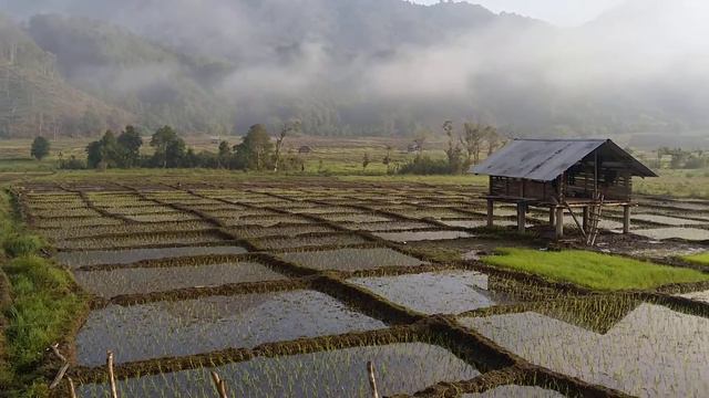 Beautiful morning in Pakke Kessang, Arunachal Pradesh. смотреть онлайн