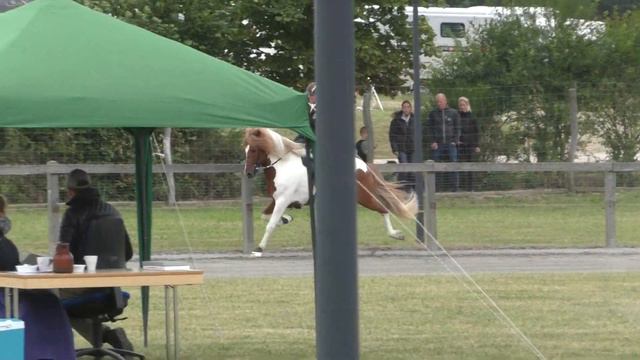 DIM 2016 - V1 (VE): Lisa Drath (Schürger) auf Vördur frá Sturlureykjum смотреть онлайн