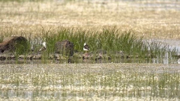 3 Animals With Unusual Adaptations That Help Them To Survive